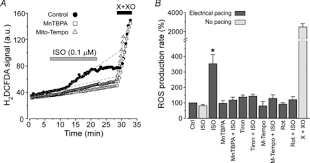 Reactive Oxygen Species Contribute To The Development Of Arrhythmogenic Ca2 Waves During B Adrenergic Receptor Stimulation In Rabbit Cardiomyocytes Bovo 2012 The Journal Of Physiology Wiley Online Library