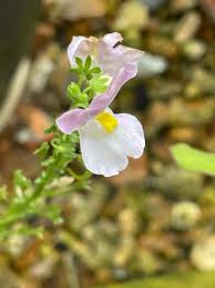 Image result for Nemesia fruticans