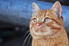 Feline colitis is a chronic bowel disease resulting from inflammation of the colon. Intestinal Obstruction In Cats Symptoms Causes Diagnosis Treatment Recovery Management Cost
