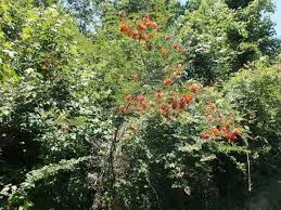 Image result for Sesbania brevipedunculata