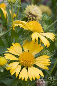 Image result for Verbesina encelioides