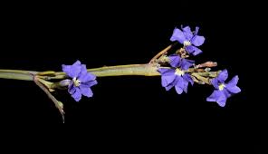 Image result for Goodeniaceae