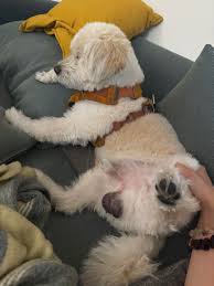 Image result for scrotum dog skin peeling