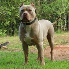 Check spelling or type a new query. Giant Pitbull World Renowned American Bully Pit Bull Breeder Pitbull Puppies American Bully Pit Bull Puppies For Sale