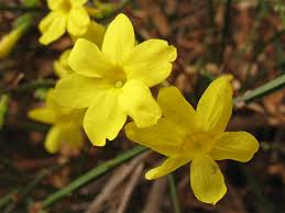 Image result for Jasminum breviflorum