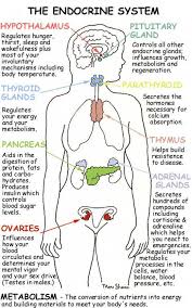 Organ Systems In Human Body In 2020 Endocrine System Nursing Endocrine System Endocrine System Hormones