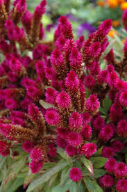 Intenz Dark Purple Celosia Celosia Intenz Dark Purple In Bloomingdale Carpentersville Chicago Elgin Bartlet Illinois Il At Platt Hill Nursery