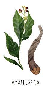 Drug Cultures Around The World Ayahuasca Plant Ayahuasca Medicinal Plants