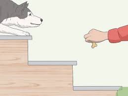 Adorable puppy scared of stairs. How To Train A Scared Dog To Go Down The Stairs 8 Steps