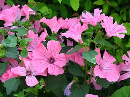 Pin Pa Cut Flowers For 2015