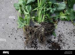 Image result for Sonchus oleraceus