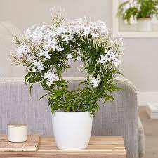 Whether in terms of climatic conditions, types of terrains the unique feature of the market is the abundant availability of unstrung jasmines which appear as white mounds and are devoured by resellers and customers in no the gorgeous flower markets of india. 30 Exclusive White Flower Plants In India India Gardening