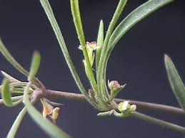 Image result for Centella glabrata