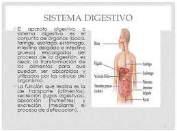 Pin De Elizabeth En Noticas Faringe Sistema Digestivo Intestinos