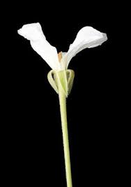 Image result for Pelargonium luridum