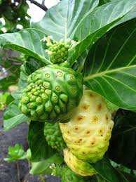 In this video i share 6 fruit plants we grow that have produced a good amount of fruit in a very small amount of time! Pin On Fruits Seeds Frutos Y Semillas