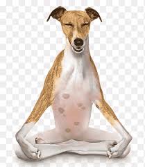Available in a range of colours and styles for men, women, and everyone. Greyhound Png Images Pngegg