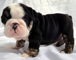We are akc registered and we are given regular inspections by the american kennel club and the texas department of licensing and regulations. Black Tri Amazing English Bulldog Puppy For Sale In Dallas Texas Classified Americanlisted Com