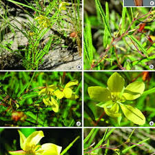 Image result for Chamaeclitandra