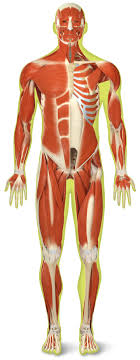 Note that the actin and myosin filaments. Diagram Pregnant Body Diagram Muscle Full Version Hd Quality Diagram Muscle Diagramelx Mercatutto It