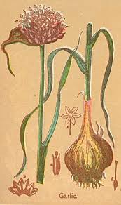 For storage onions, remove surface dirt to expose most of the bulbs and wait for the skin to dry. Garlic Wikipedia