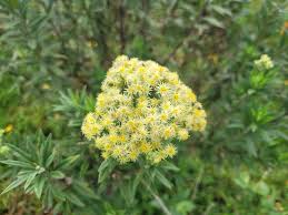 Image result for Microglossa pyrrhopappa