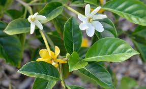 Image result for Gardenia imperialis