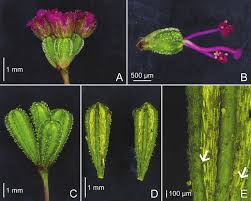 Image result for Boerhavia diffusa
