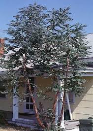 Cut some of the branches off and you can bring the fresh scent into the house as a natural way to aromatize your home. Eucalyptus Eucalyptus Gum Lemon Scented Gum Silver Dollar Tree North Carolina Extension Gardener Plant Toolbox
