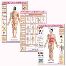 Us 15 08 Chinese Cupping Ba Guan Therapy Techniques With The Standard Wall Charts Front Back For Common Disease In Flip Chart From Office