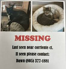 White cat with a spot black