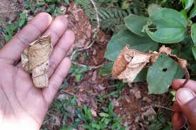 Image result for Dichaetanthera