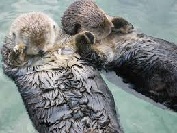 Check spelling or type a new query. Visitor S Guide To The Vancouver Aquarium In Stanley Park