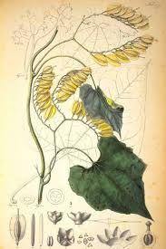 Image result for Cardiopteridaceae