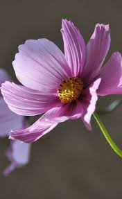 Flora Beautiful Flowers Flora Clematis
