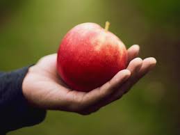 Did adam eat the apple in the garden of eden. 6 Reasons Why Adam And Eve S Eating Of The Forbidden Fruit Was A Terrible Transgression Against God Beautiful Christian Life