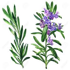 Think about all of the marinades, rubs, and salad dressings you'll be able to quickly toss together. Fresh Rosemary Herb And Spice Branch Plant With Flowers Isolated Stock Photo Picture And Royalty Free Image Image 101548504