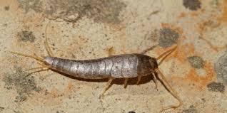 The silverfish is also known as a fishmoth or a paramite. How To Get Rid Of Silverfish Get Rid Of Silverfish Naturally