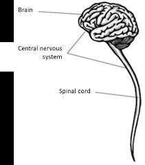 It directs your movements, thoughts, actions, breathing, digestion, and more. Introduction To The Nervous System Share4rare