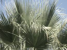 Image result for Washingtonia filifera