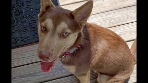 Check spelling or type a new query. Puppies In New Orleans Looking For Their Fur Ever Homes Wwltv Com