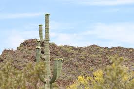 Located in the sonoran desert just above the mexico not that it's that far, but you do have to get off the freeway and head way south in arizona. Organ Pipe Cactus N M Announces Additional Services Available In October Desertusa Stories News