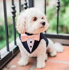 Resultado de imagen de fotos de perros graciosos