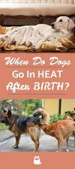 When Does A Dog Go Into Heat After Having Puppies Answer More Dog Having Puppies Puppies Pregnant Dog