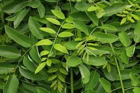 Image result for Styphnolobium