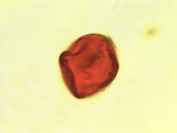 Image result for Melochia melissifolia