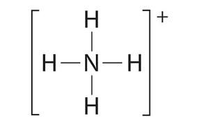 Check spelling or type a new query. Best Lewis Structure For Nh4 Novocom Top