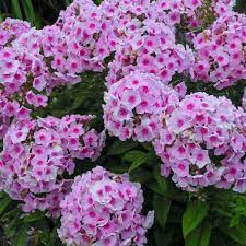 Godetia Flower Pronunciation Best Flower Wallpaper