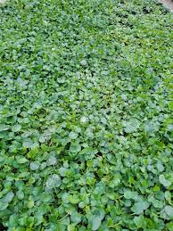 Image result for Falkia