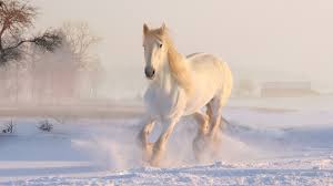 Entdecken sie alle aktuellen news und bilder zu winterbilder, winter, meine heimat, winterimpressionen, schnee, nebra/unstrut, winterlandschaft. Fotos Von Hauspferd Weiss Winter Schnee Ein Tier 1920x1080
